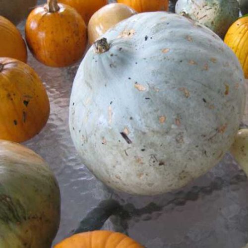 Pumpkin Harvest Time